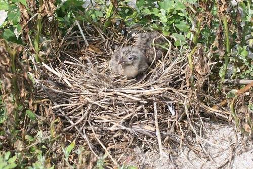 Birds take refuge at Tomkins Island by U.S. Army Corps of Engineers Savannah District is licensed under CC BY 2.0.